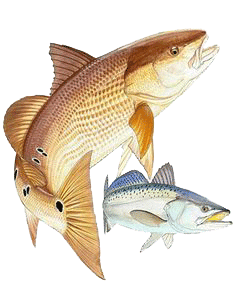 Best fishing charters in Gulfport, Mississippi.